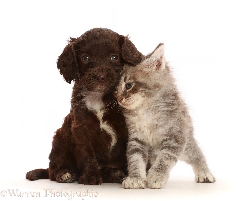 Chocolate Sproodle puppy and Tabby kitten, white background