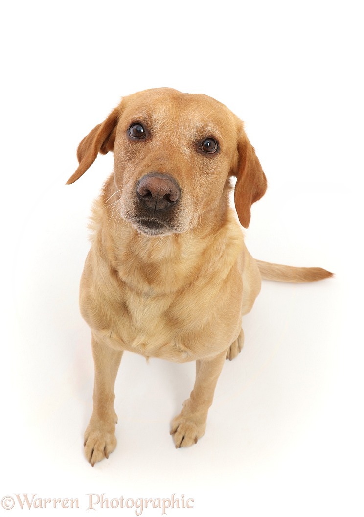 Yellow Labrador retriever puppy, Bruno, 5 years old, sitting and looking up, white background
