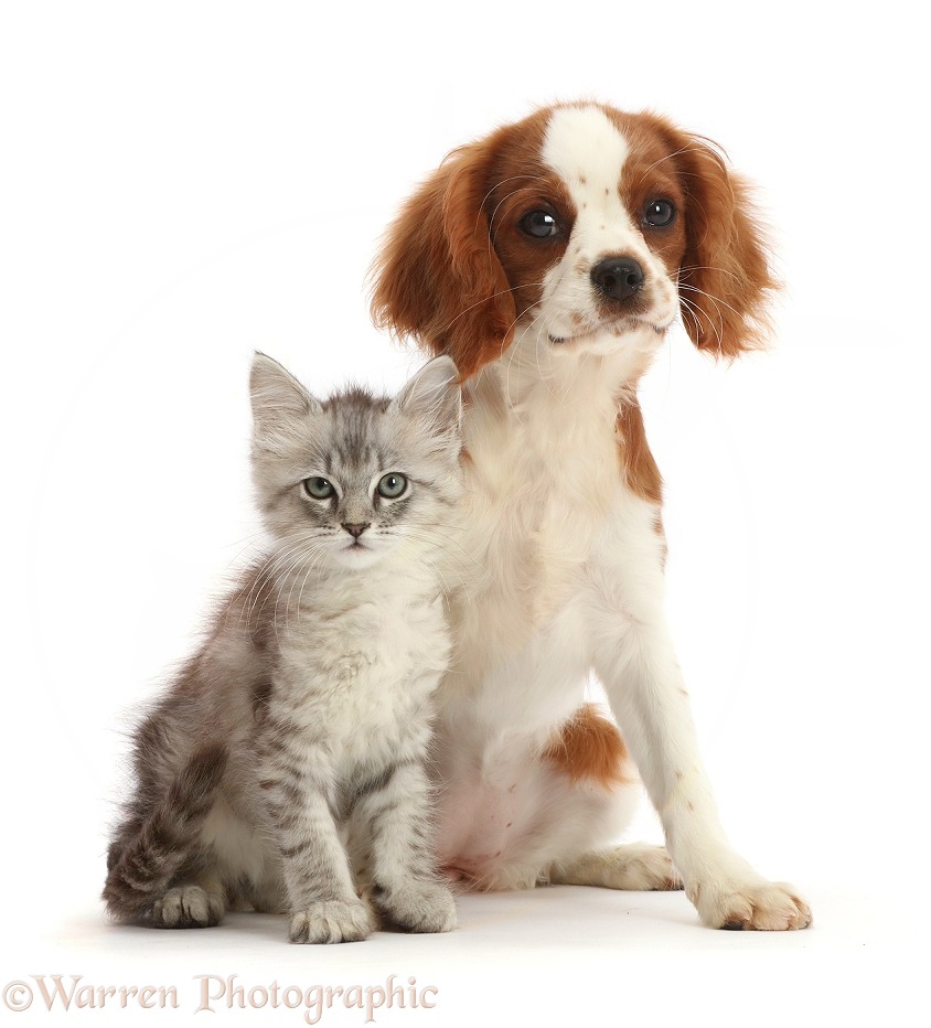 Silver Tabby kitten and Cavalier King Charles Spaniel puppy, white background