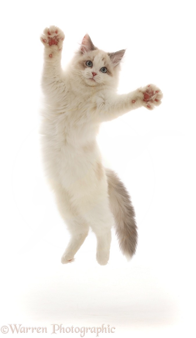Ragdoll-x-Persian kitten, 14 weeks old, leaping and grasping, white background