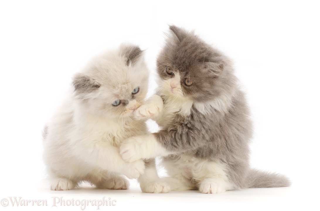 Two Persian cross kittens, play-fighting, white background