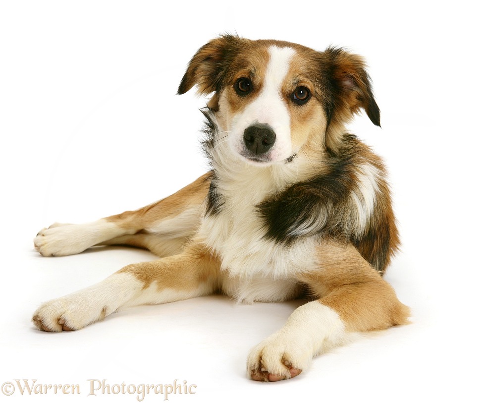 Sable-and-white Border Collie puppy, 6 months old, white background
