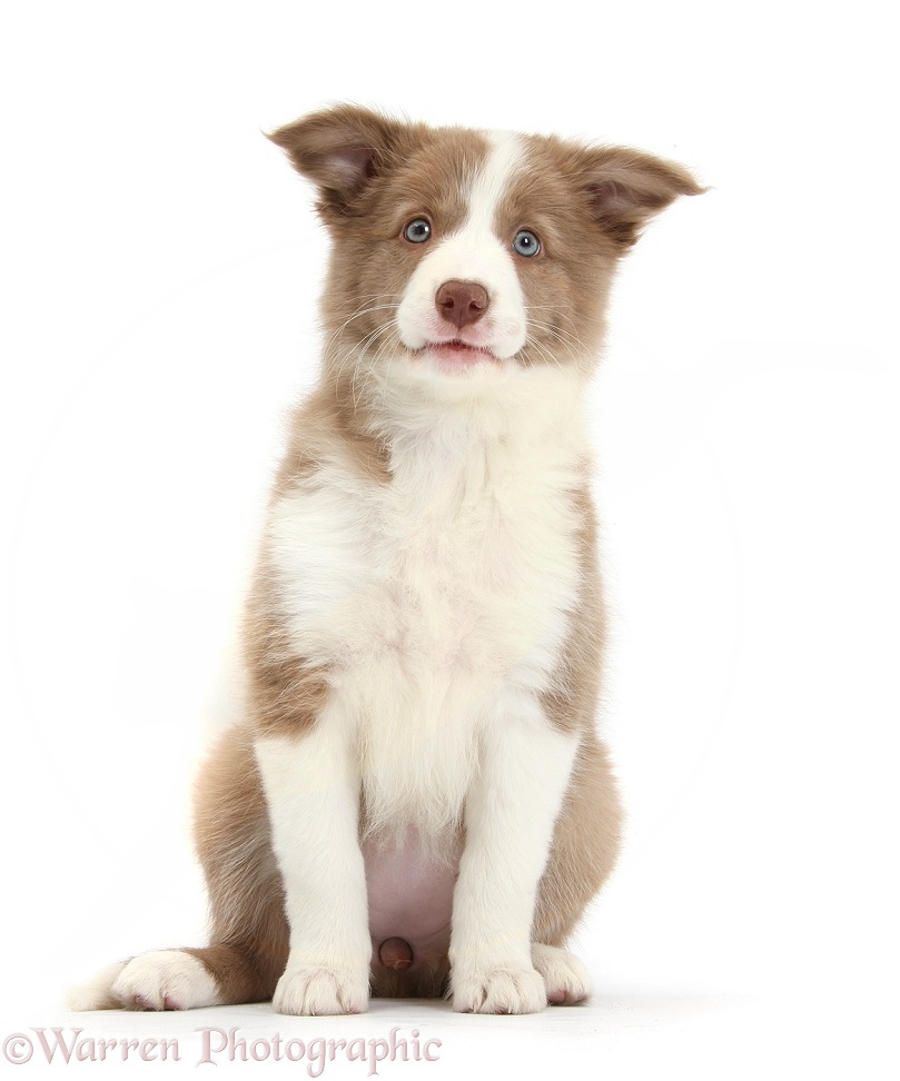 Lilac Border Collie pup, sitting, white background