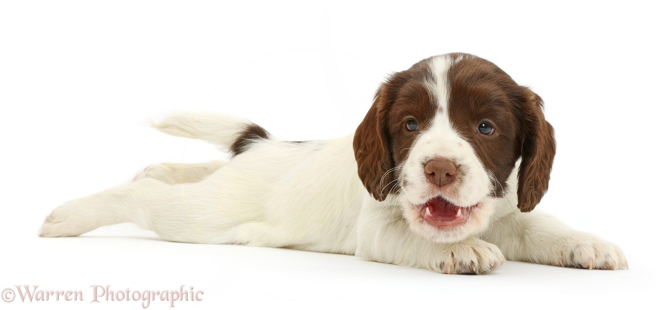 English Springer Spaniel puppy, 7 weeks old, lying stretched out, white background