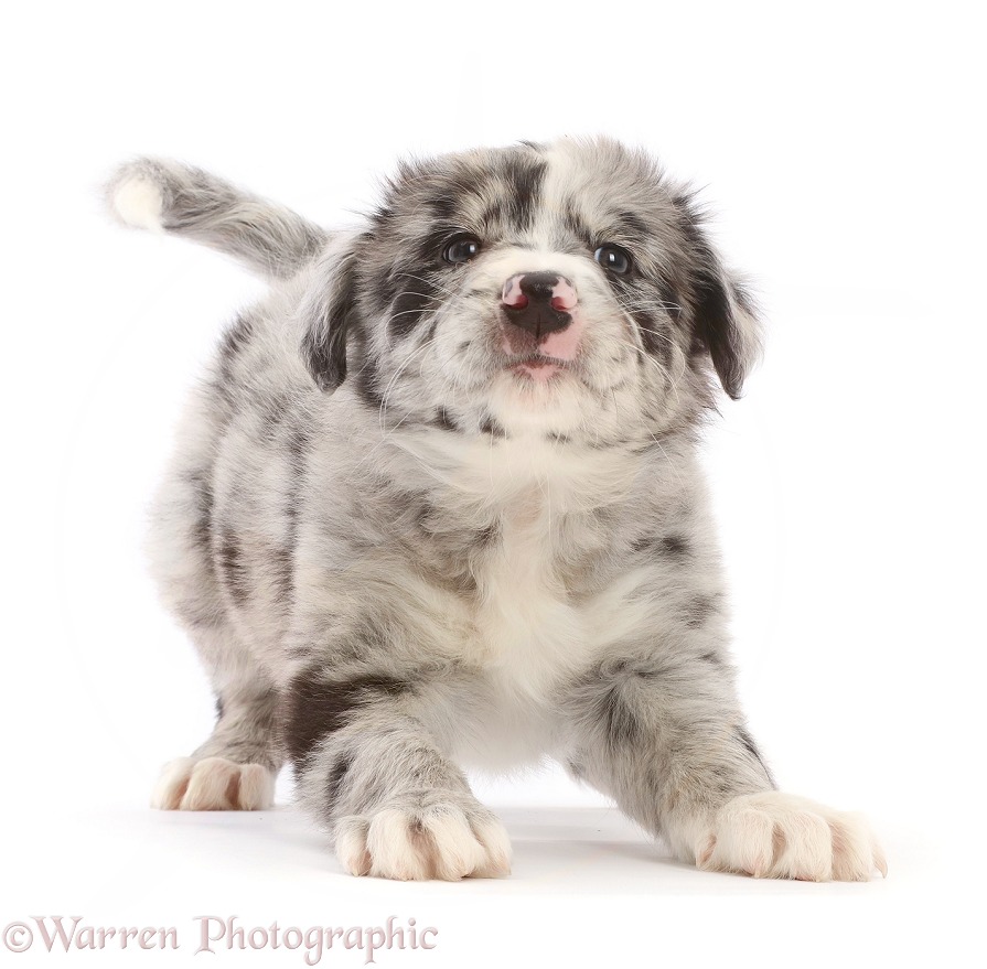Playful Merle Border Collie puppy, white background