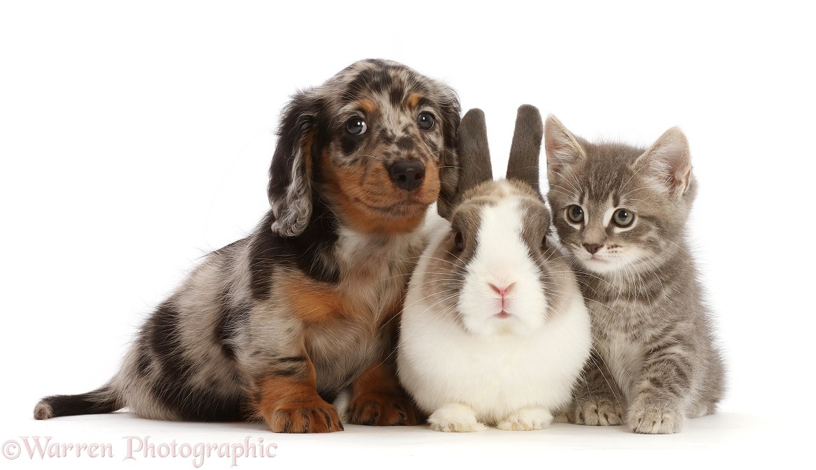 Long-haired Dapple Dachshund puppy, 7 weeks old, with tabby kitten and Netherland Dwarf rabbit, white background