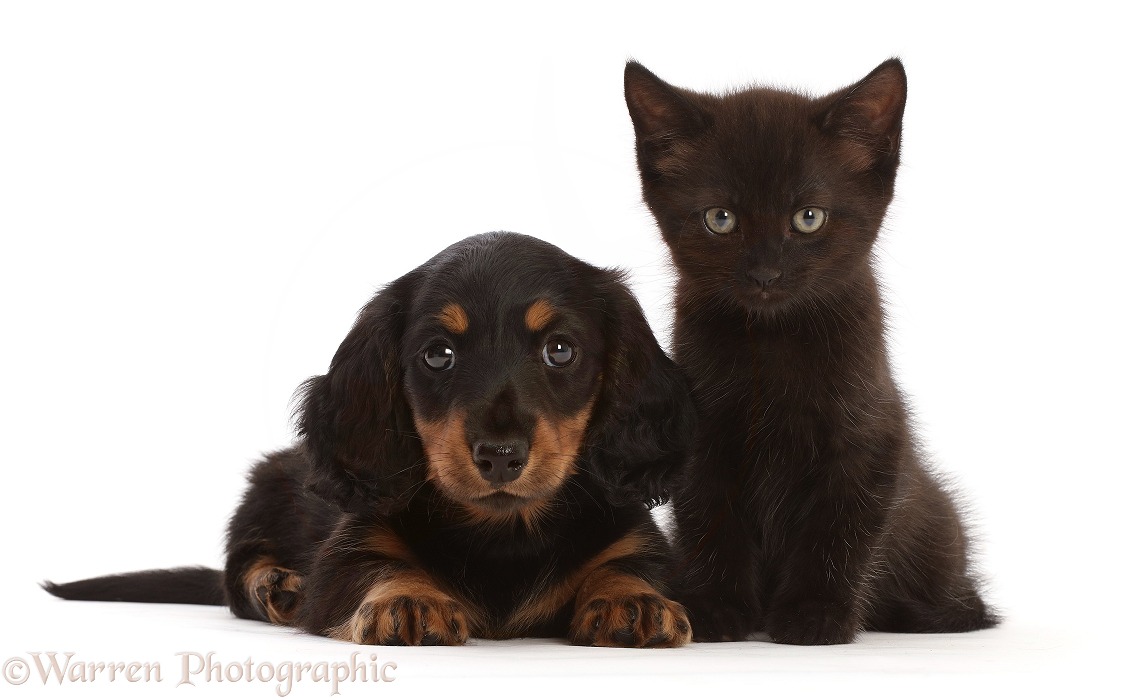Long-haired Tricolour Dachshund puppy, 7 weeks old, with a black kitten, white background