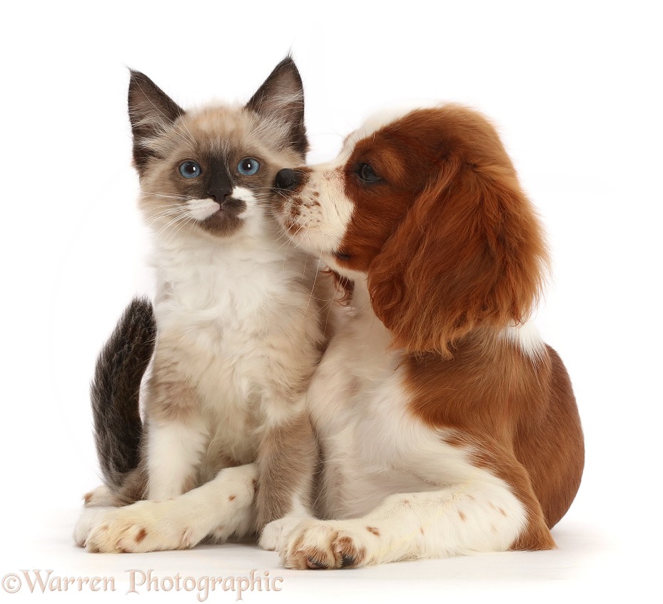 Ragdoll-cross kitten and Cavalier King Charles Spaniel puppy, white background