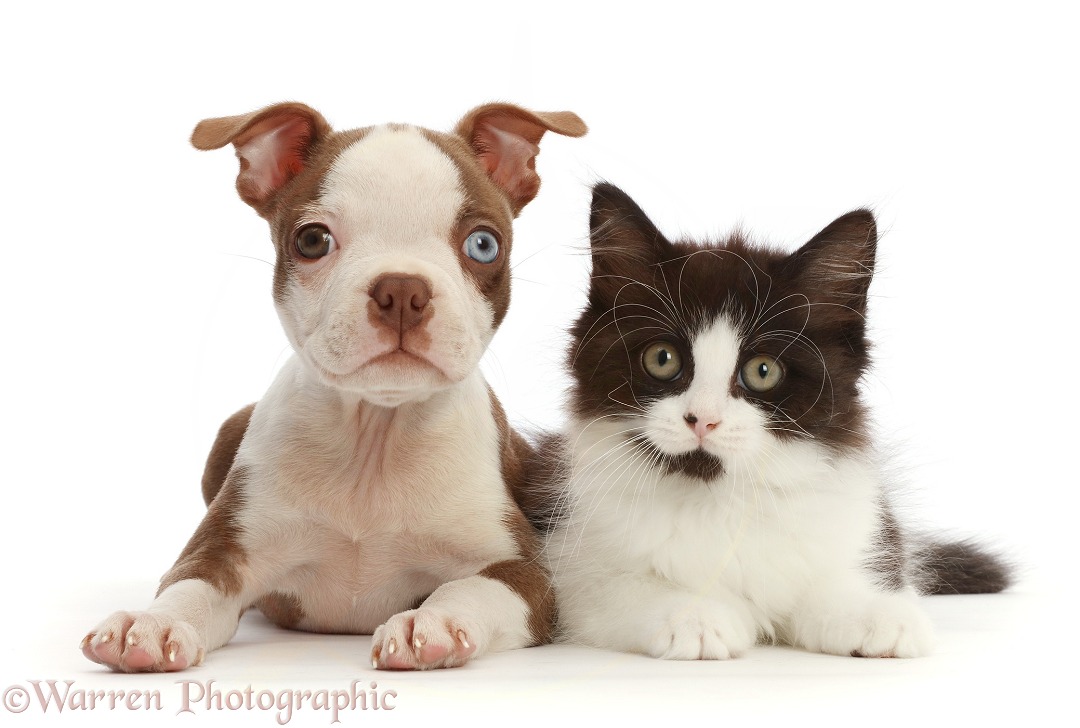 Brown-and-white Boston Terrier pup, 10 weeks old, with Black-and-white kitten, white background