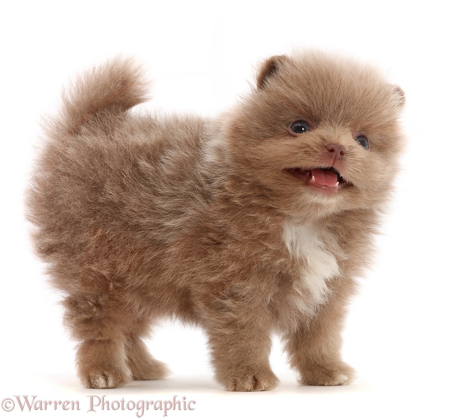 Pomeranian puppy standing, mouth open, white background