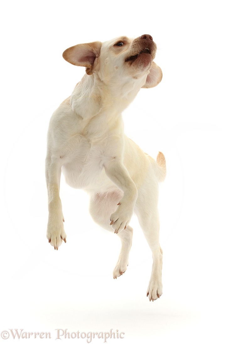 Pale Yellow Labrador, Xylia, 3 years old, jumping up, white background
