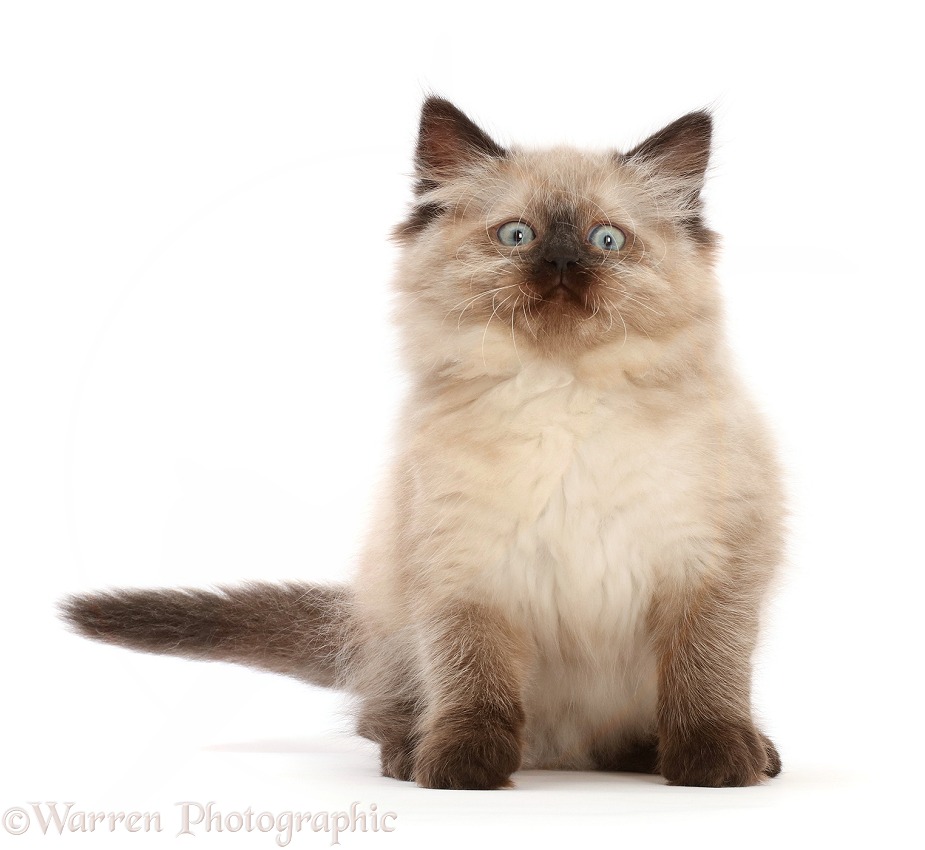 Ragdoll-cross kitten, making a funny face, white background