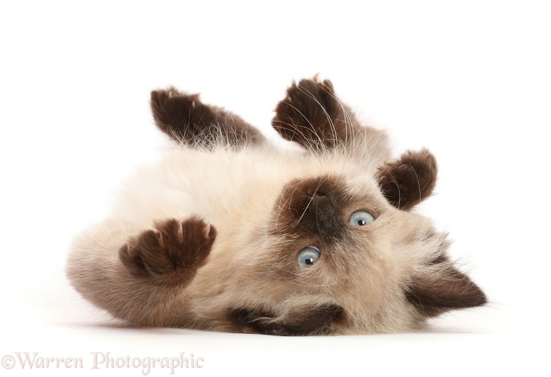 Ragdoll-cross kitten, lying on his back, white background