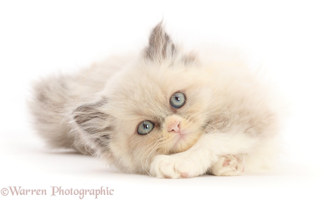 Persian cross kitten, lying stretched out, white background