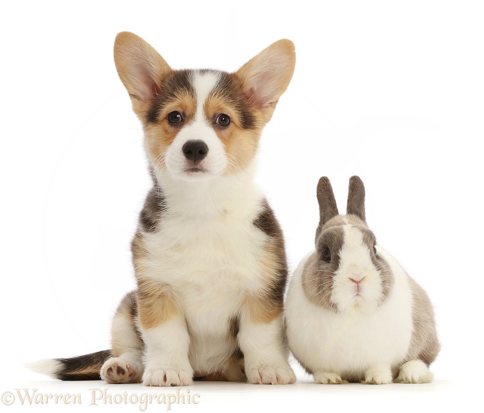 Pembrokeshire Corgi pup and Netherland Dwarf rabbit, white background