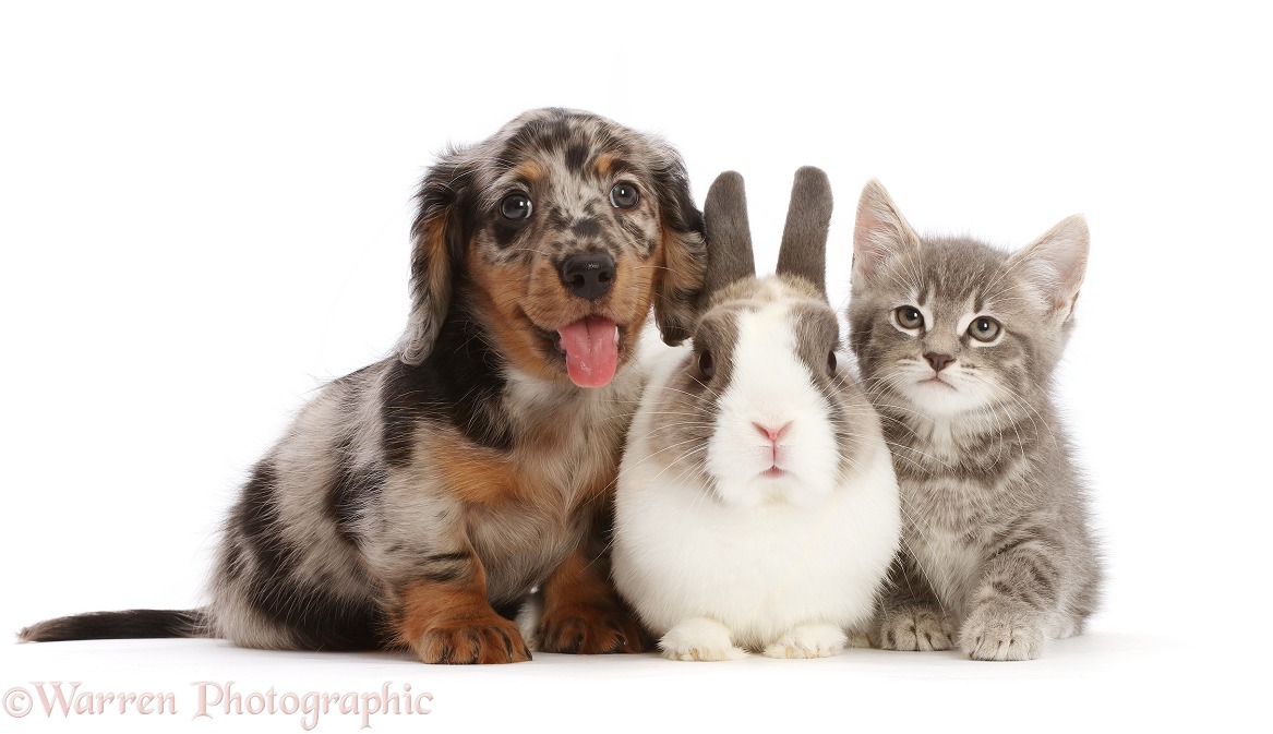 Dapple Dachshund puppy with Netherland Dwarf rabbit and grey tabby kitten, white background