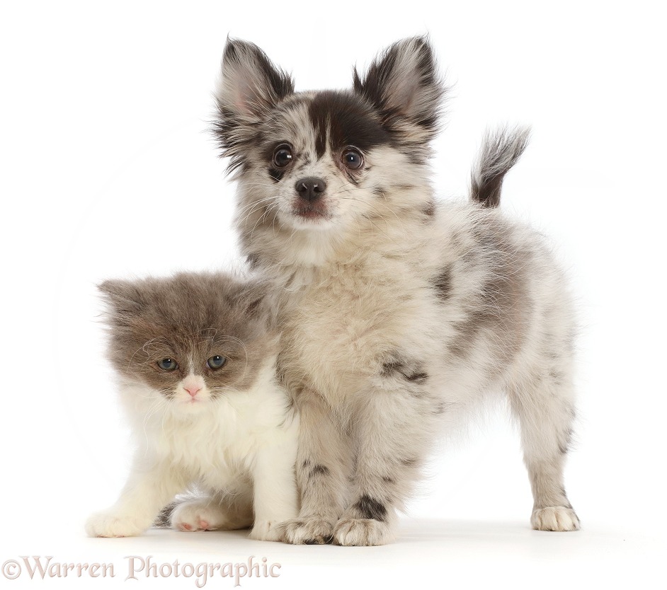 Pomchi puppy, Demi, 3 months old, and blue bicolour kitten, white background