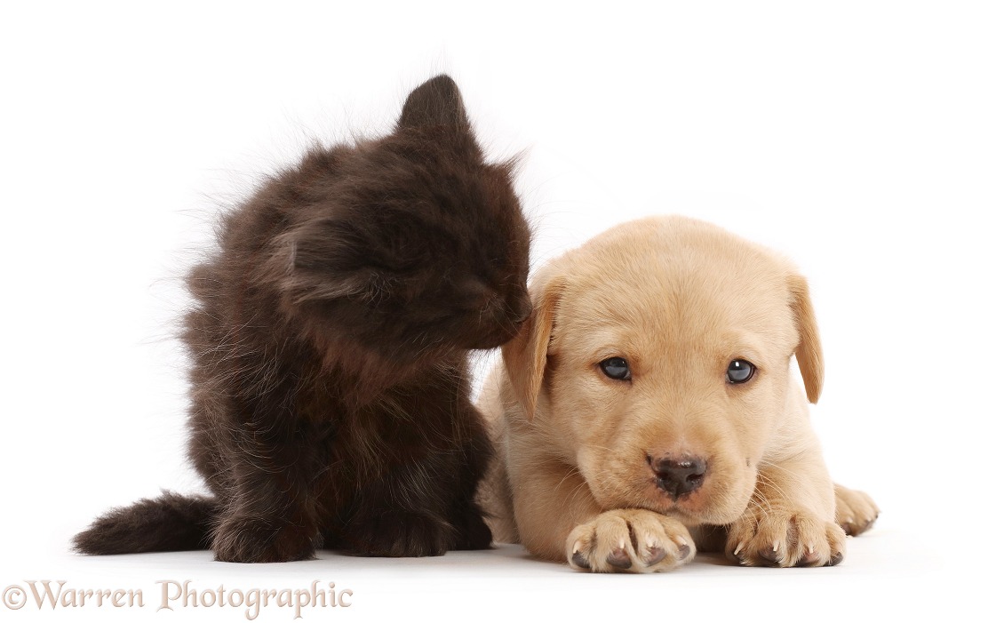 Black kitten and Yellow Labrador Retriever puppy, white background