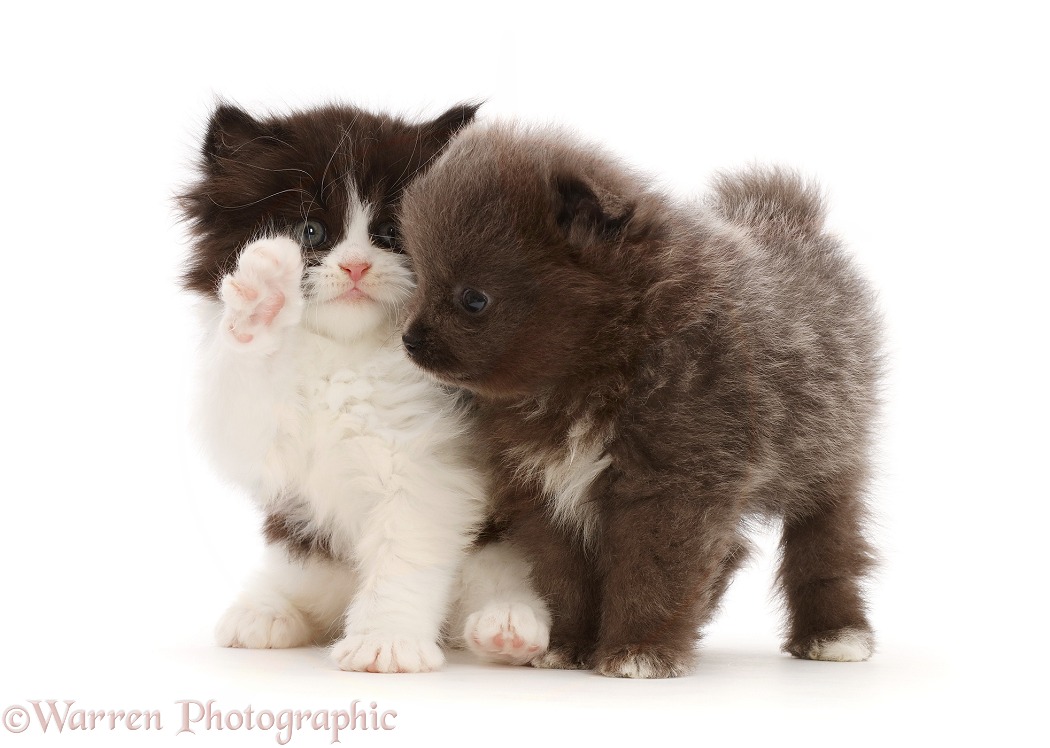 Pomeranian puppy with black-and-white kitten, white background