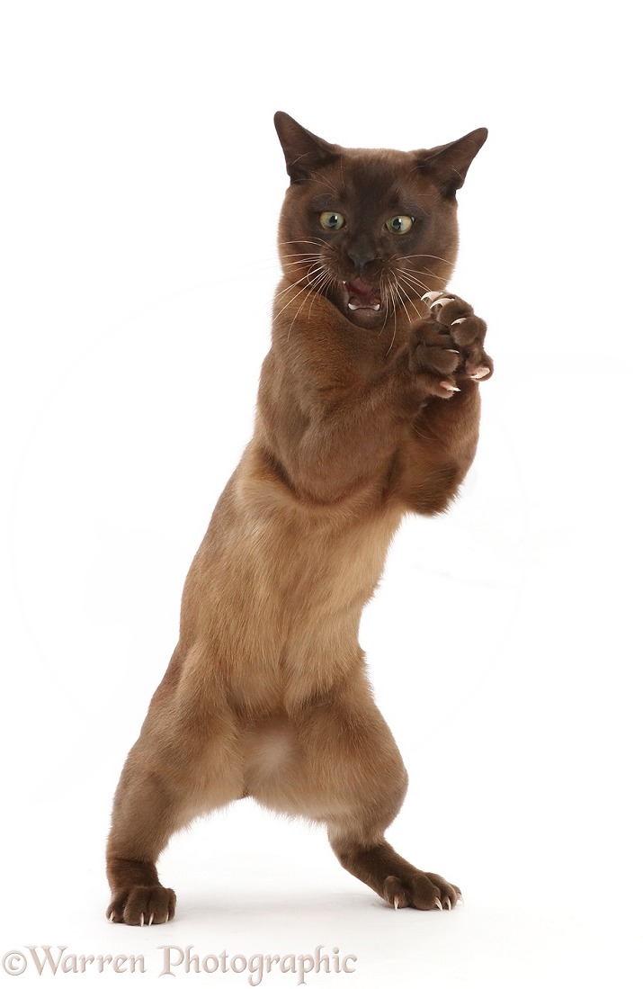 Brown Burmese cat, Hamish, 8 months old, open mouth and clasped paws, white background