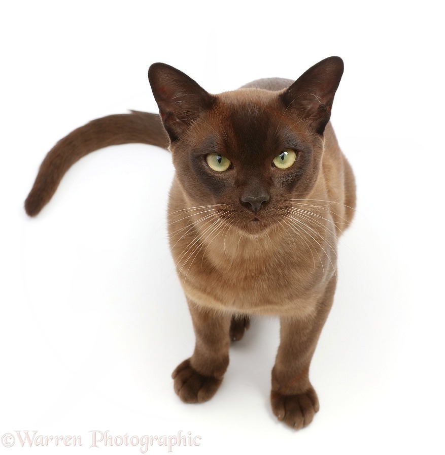 Brown Burmese cat, Hamish, 8 months old, sitting and looking up, white background
