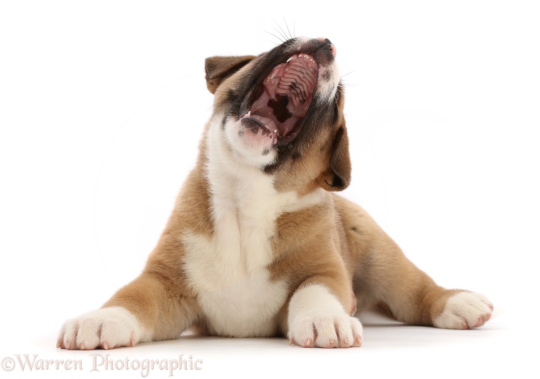 American Akita puppy, mouth open, snapping, white background