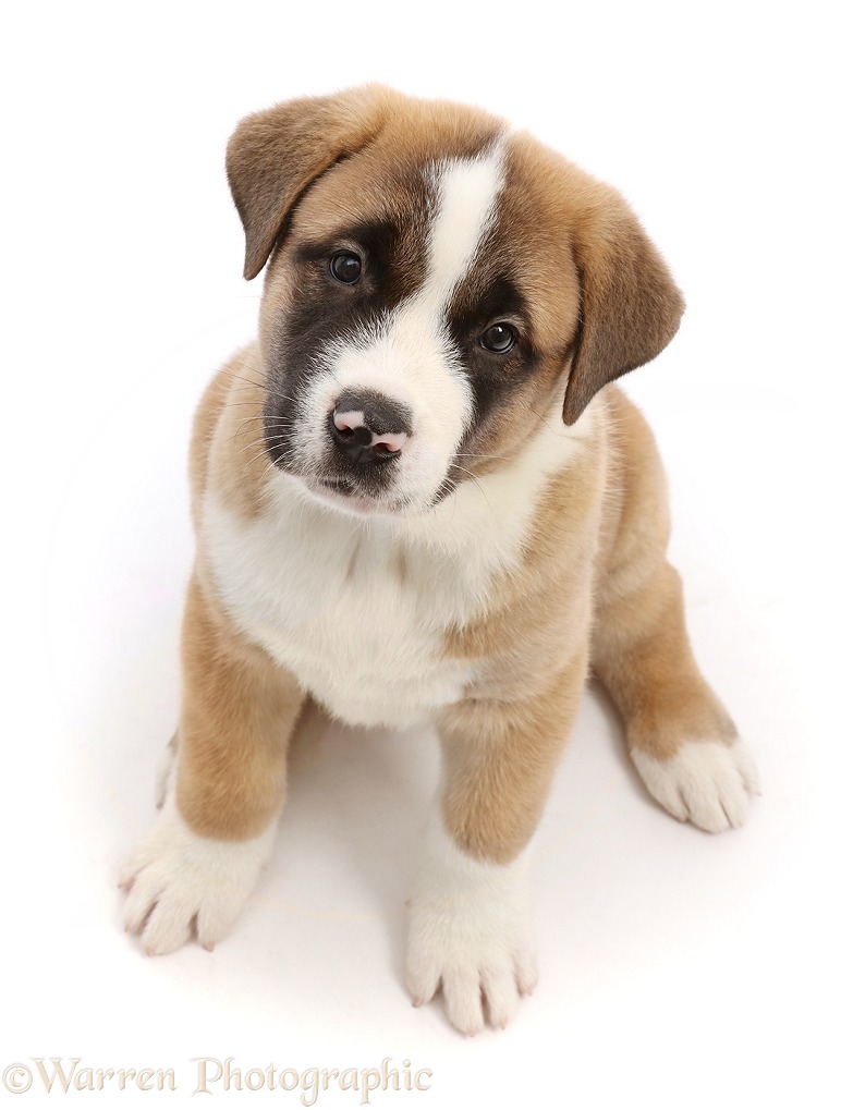American Akita puppy, sitting and looking up, white background