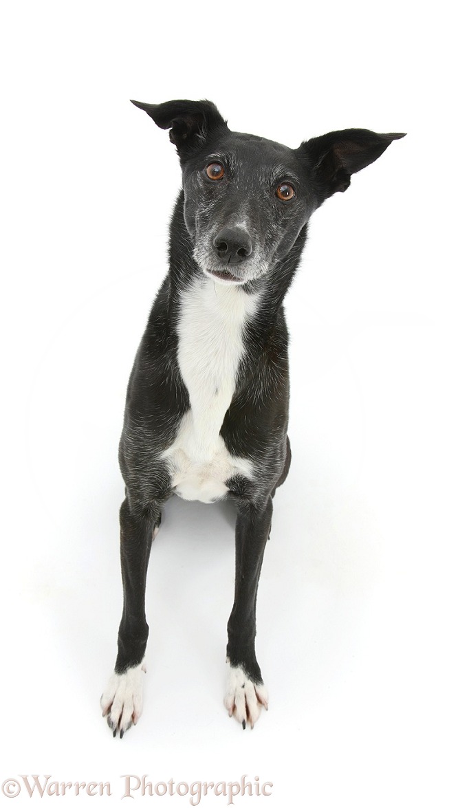 Lurcher sitting and looking up, white background