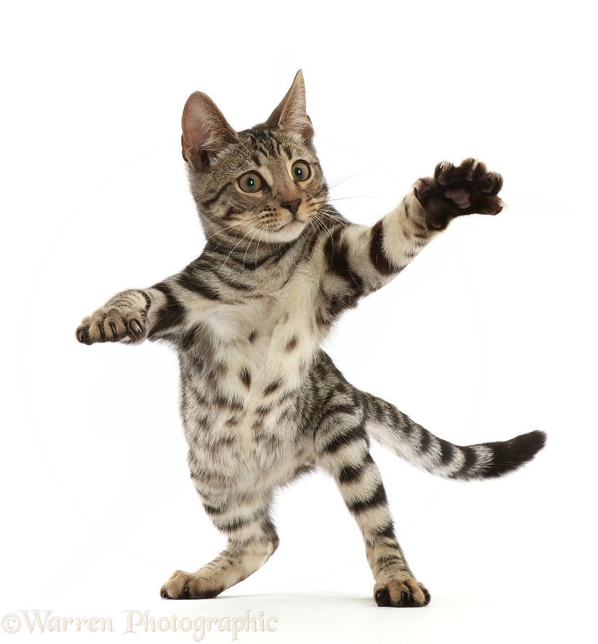 Bengal kitten, Simba, 15 weeks old, reaching out and grasping, white background