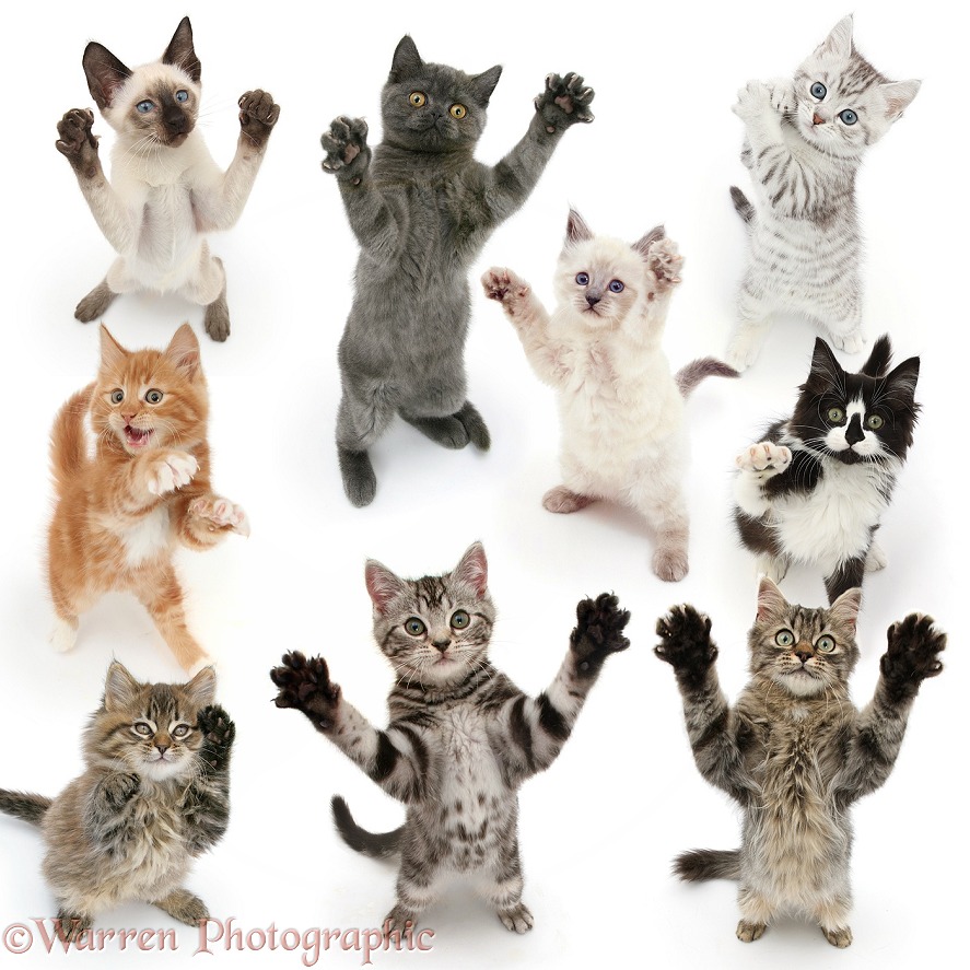 Cats reaching up and grasping, white background