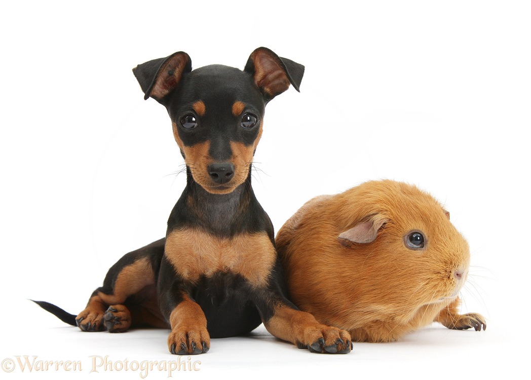 Miniature Pinscher puppy, Orla, with red Guinea pig, white background