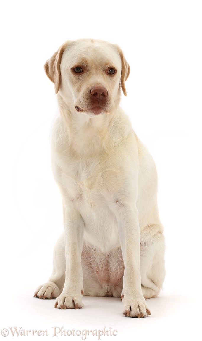 Pale Yellow Labrador, Xylia, 3 years old, sitting, white background