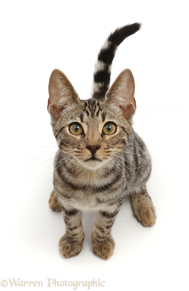 Bengal kitten, Simba, 15 weeks old, sitting and looking up, white background