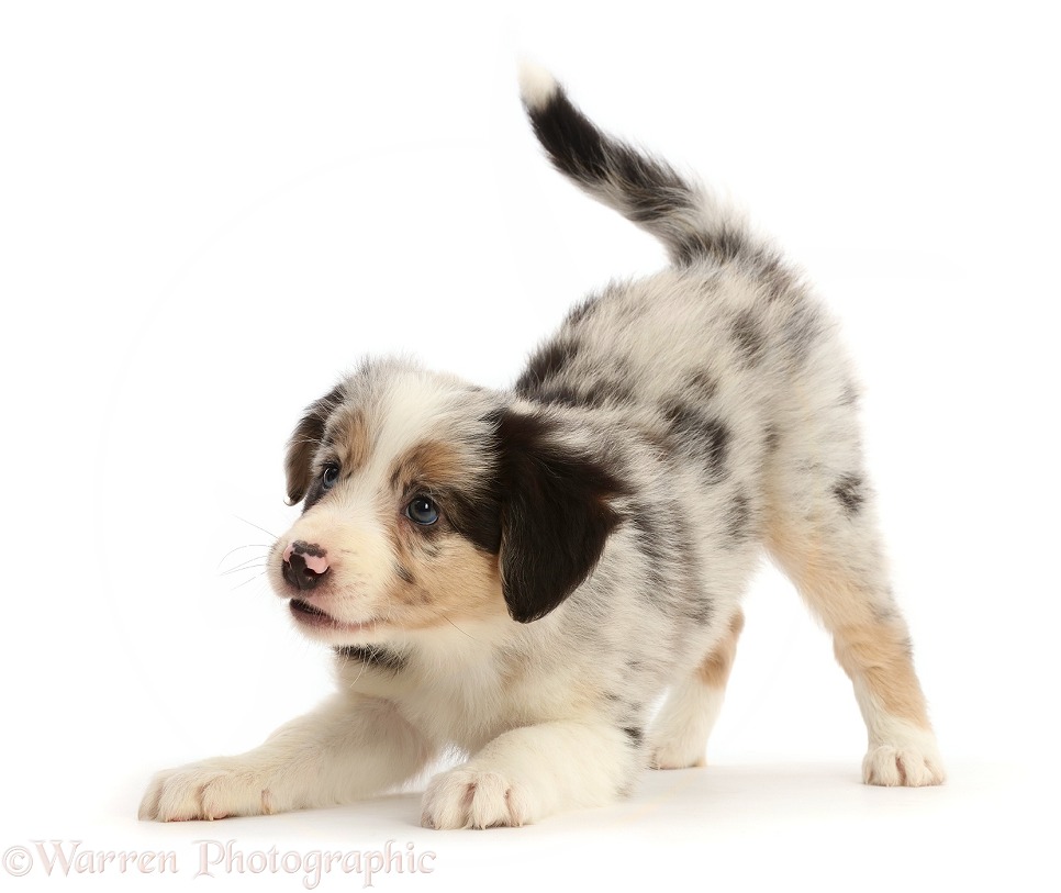 Border Collie puppy, 6 weeks old, in play-bow, white background