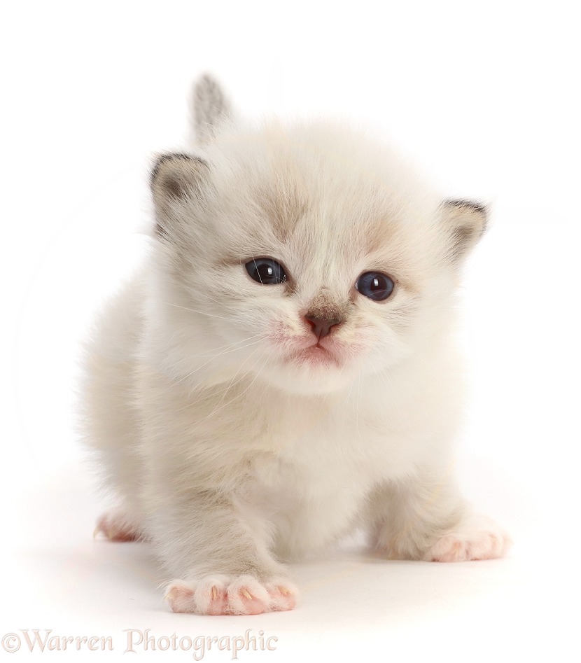 Ragdoll-cross kitten, 3 weeks old, white background