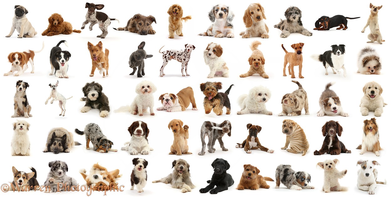 Fifty dogs and puppies of various colours and breeds in one poster sized picture, white background