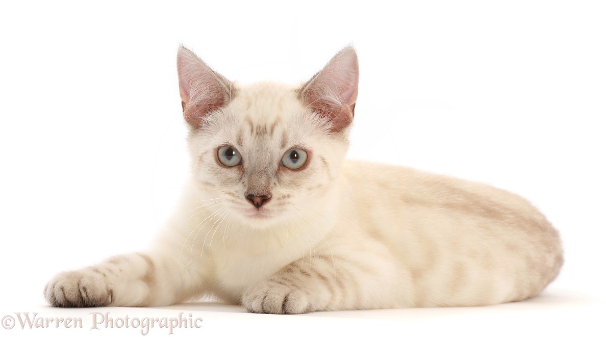 Sepia tabby Bengal-cross kitten, Margi, 3 months old, lying with head up, white background