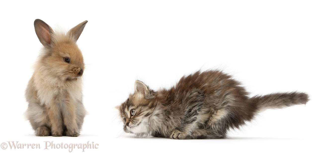 Young Lionhead rabbit, looking down on crouching tabby kitten, white background
