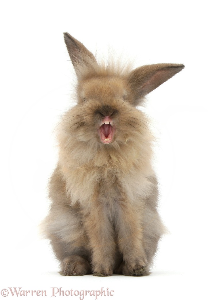 Young fluffy Lionhead rabbit, Yawning, white background