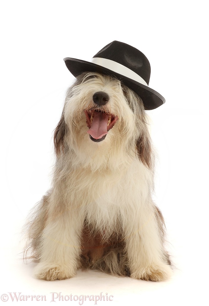 Bearded Collie, Oreo, 15 months old, wearing a trilby hat, white background