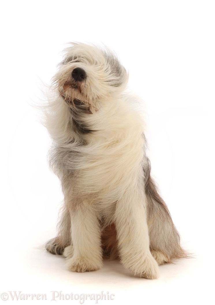 Bearded Collie, Oreo, 15 months old, shaking, white background