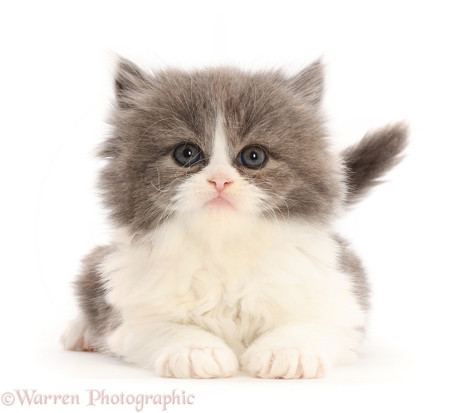 Grey-and-white kitten, lying head up, white background