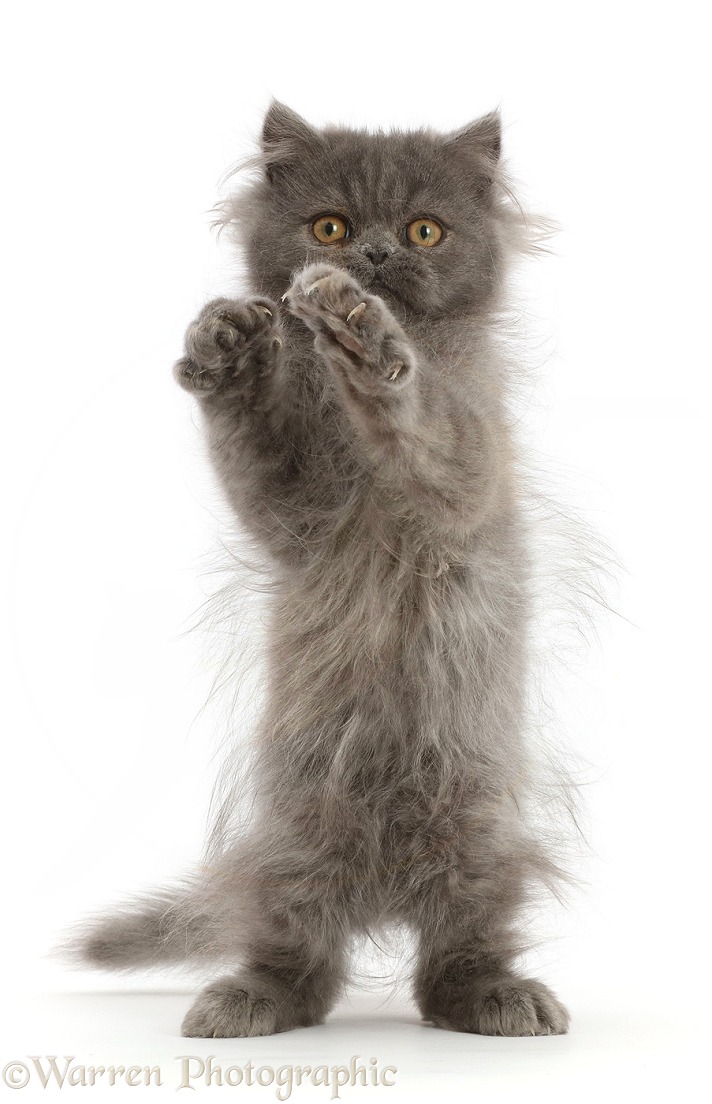 Scruffy Blue Persian kitten, Levi, 4 months old, standing and reaching up, white background