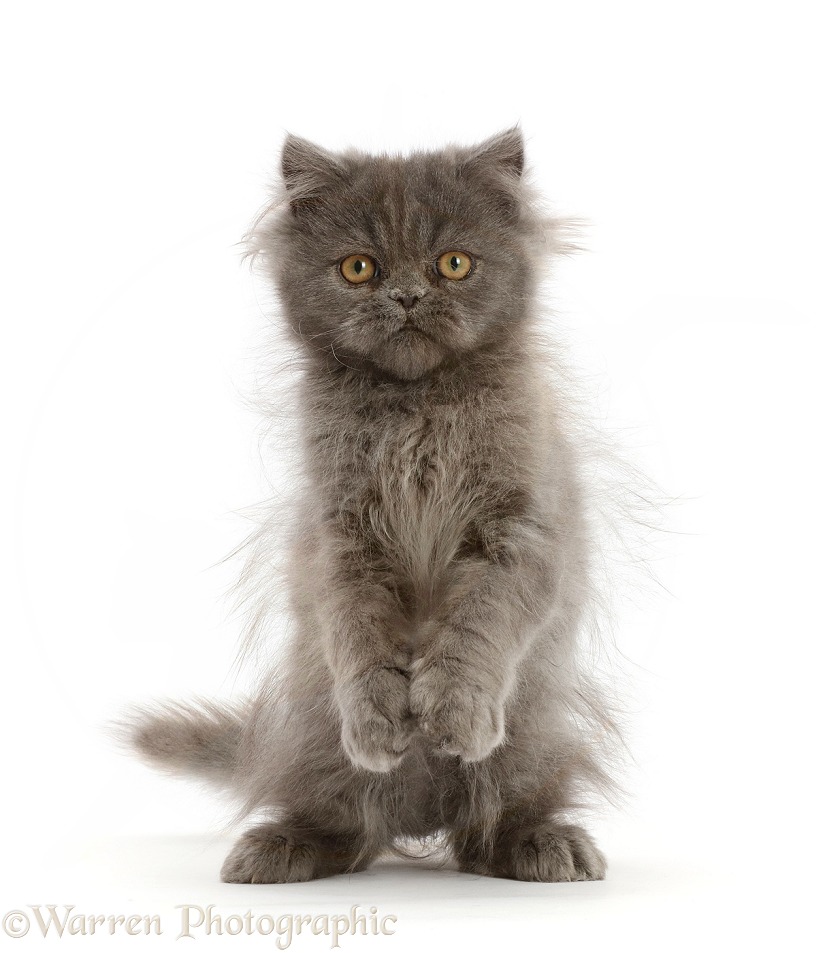 Scruffy Blue Persian kitten, Levi, 4 months old, standing up, white background