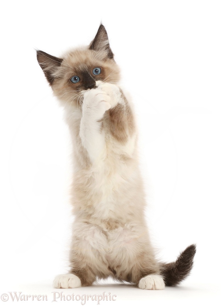 Ragdoll-cross kitten, standing up and clasping paws, white background