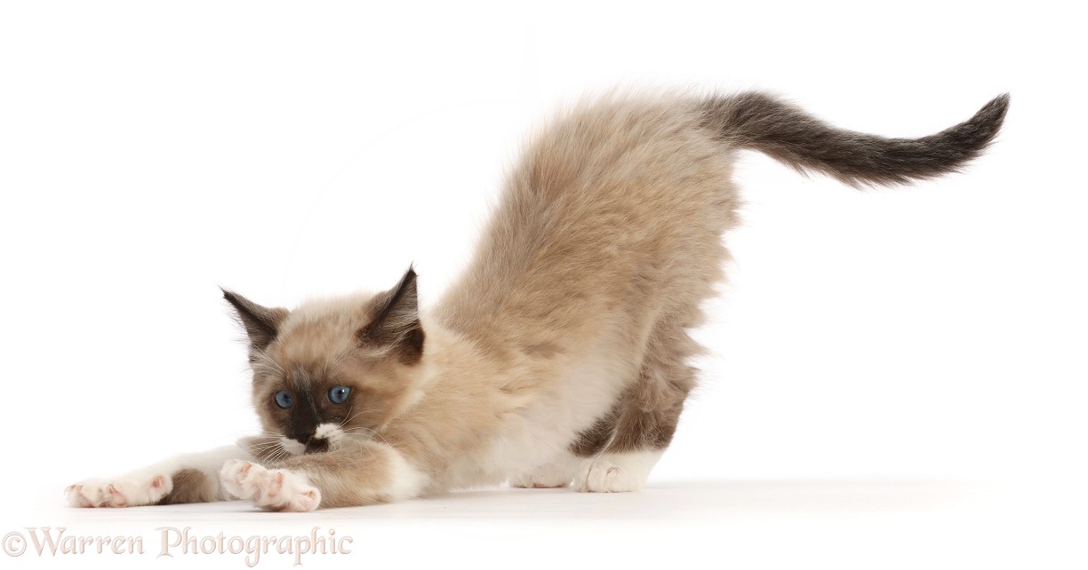 Ragdoll-cross kitten, stretching, white background