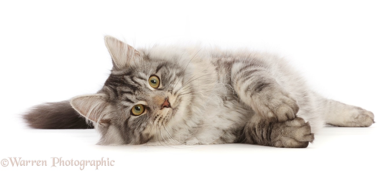 Silver tabby cat, Blaze, 5 months old,  lying on his side, white background