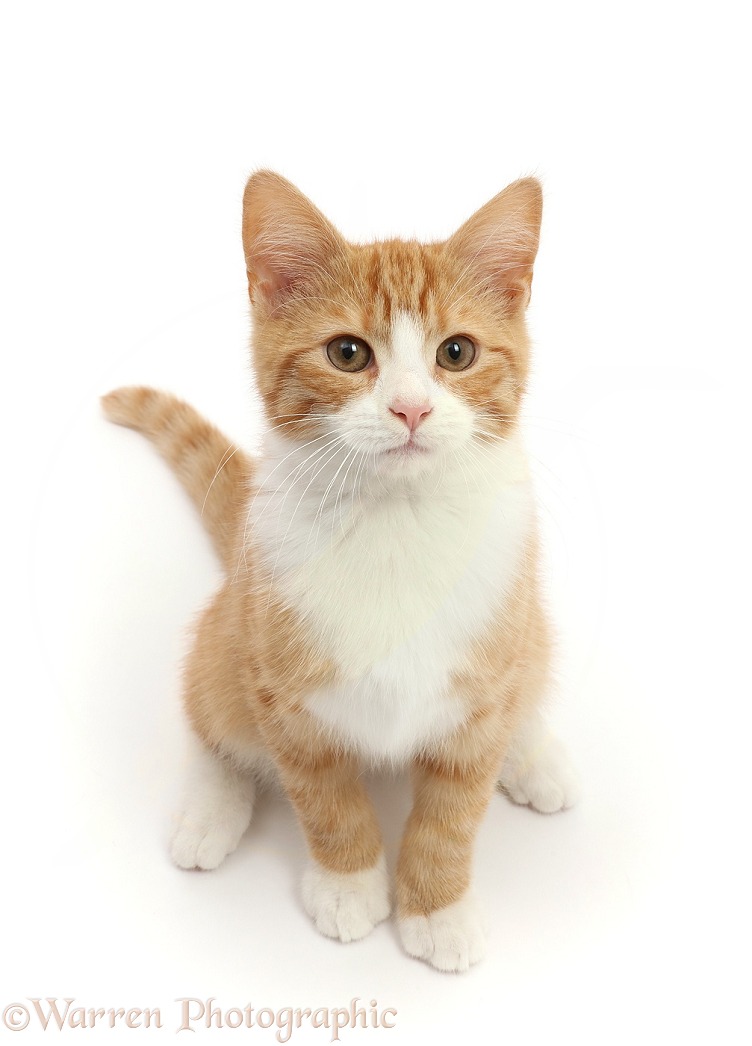 Ginger kitten, Marley, 16 weeks old, sitting and looking up, white background