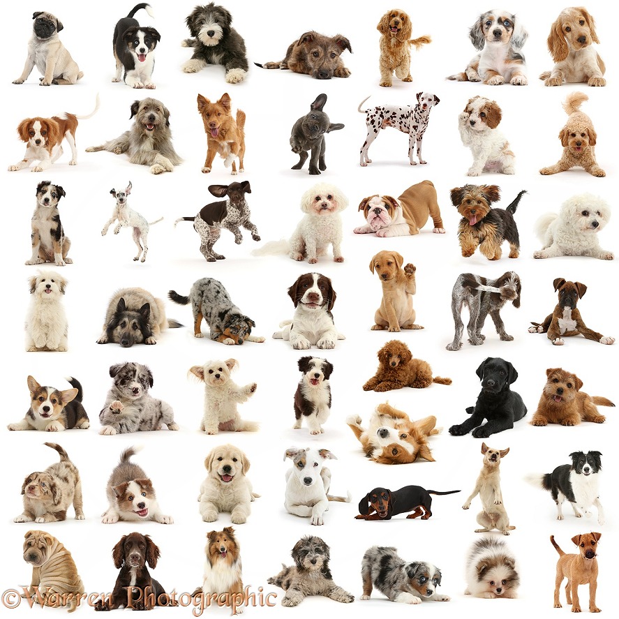 Fifty dogs and puppies of various colours and breeds in one poster sized picture, white background