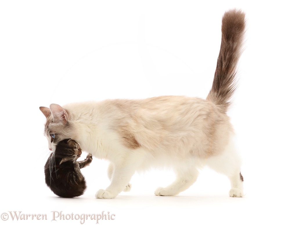 Ragdoll-cross mother cat, carrying a kitten, white background